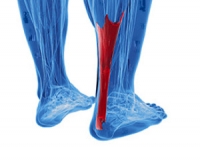 What Is the Purpose of the Achilles Tendon?